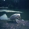 Injured Prospect Park Swan Died